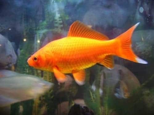 Poisson médecin prix