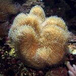 Sarcophyton coraux mous