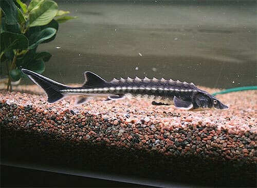 poisson Osciètre