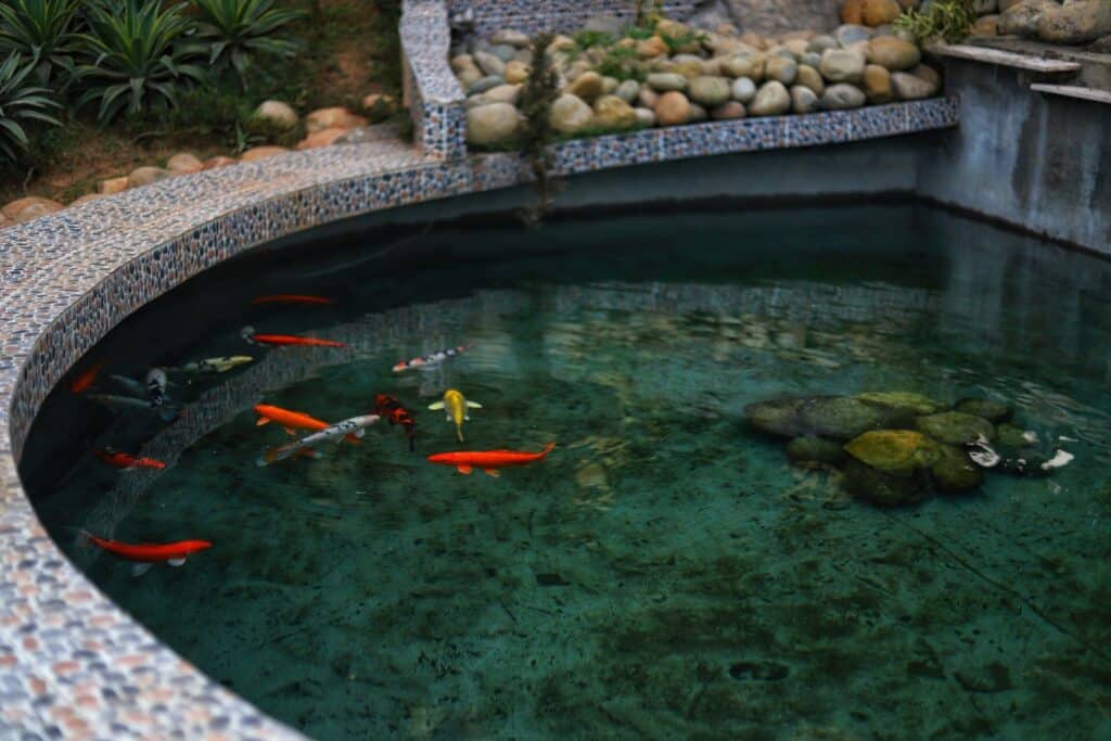 Bassin exterieur pour poissons